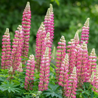 Lupinus 'Legendary Rose Shades' (Legendary Series) from Cedar Nursery, Cobham