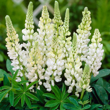 Lupinus 'Legendary White Shades' (Legendary Series) from Cedar Nursery, Cobham