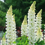 Lupinus 'Legendary White Shades' (Legendary Series) from Cedar Nursery, Cobham