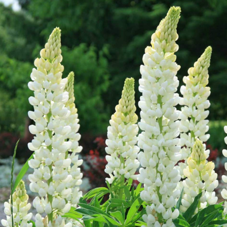 Lupinus 'Legendary White Shades' (Legendary Series) from Cedar Nursery, Cobham