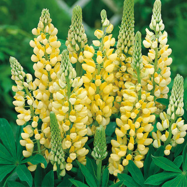 Lupinus 'Legendary Yellow Shades' (Legendary Series) from Cedar Nursery, Cobham