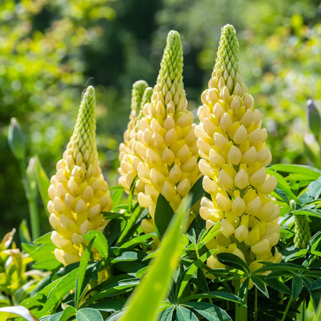 Lupinus 'Legendary Yellow Shades' (Legendary Series) from Cedar Nursery, Cobham