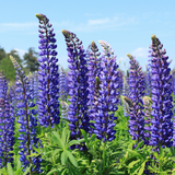 Lupinus 'Legendary Blue' from Cedar Nursery, Cobham