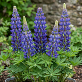 Lupinus 'Legendary Blue' from Cedar Nursery, Cobham