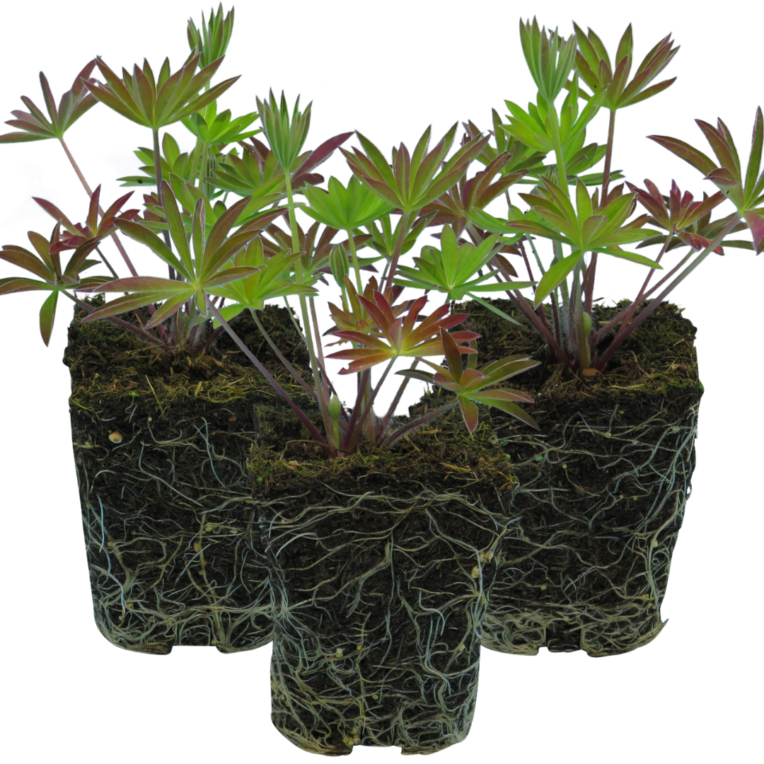 Lupinus 'Legendary Blue'