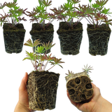 Lupinus 'Legendary Blue'