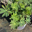Buy Lupinus 'Manhattan Lights' from Cedar Nursery, Surrey