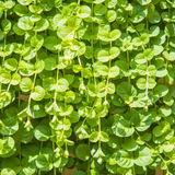 Lysimachia nummularia 'Goldilocks' from Cedar Nursery, Cobham
