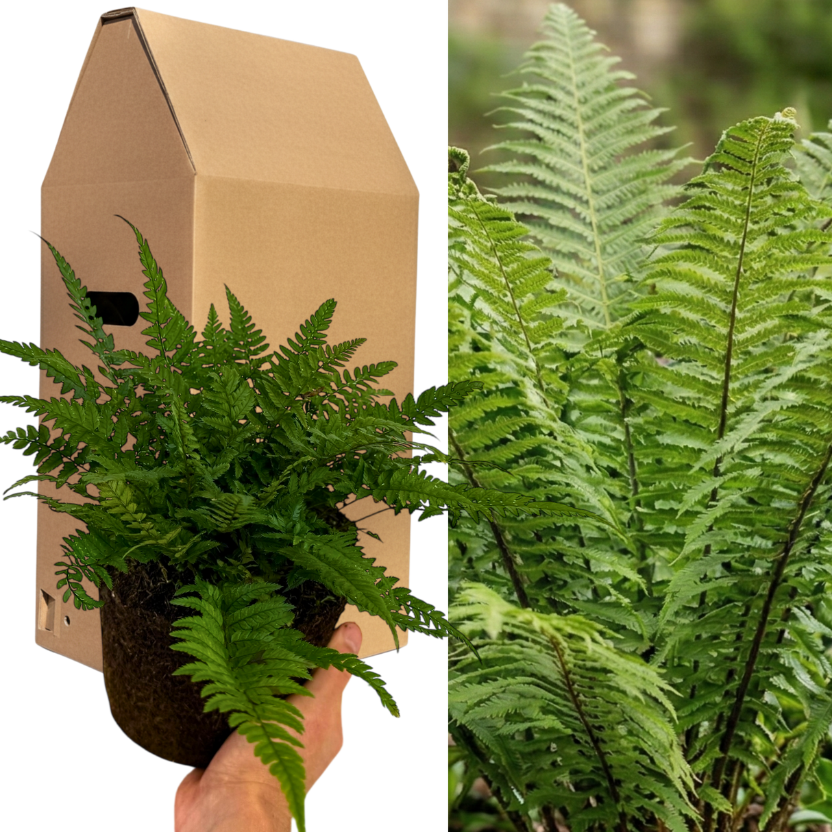 Polystichum tsussimense from Cedar Nursery, Cobham