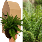 Polystichum tsussimense from Cedar Nursery, Cobham
