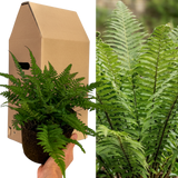 Polystichum tsussimense from Cedar Nursery, Cobham