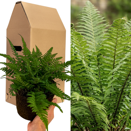 Polystichum tsussimense from Cedar Nursery, Cobham