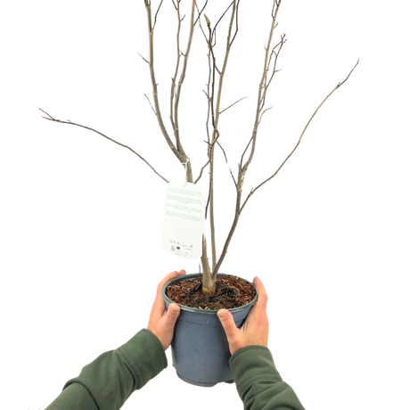 Magnolia 'Susan' from Cedar Nursery, Cobham