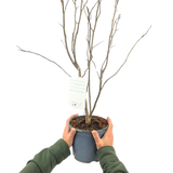 Magnolia x soulangeana