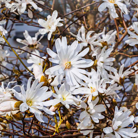 Magnolia stellata from Cedar Nursery, Cobham