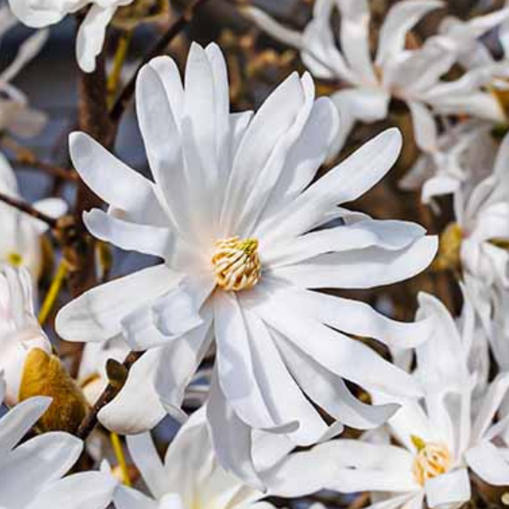 Magnolia stellata from Cedar Nursery, Cobham