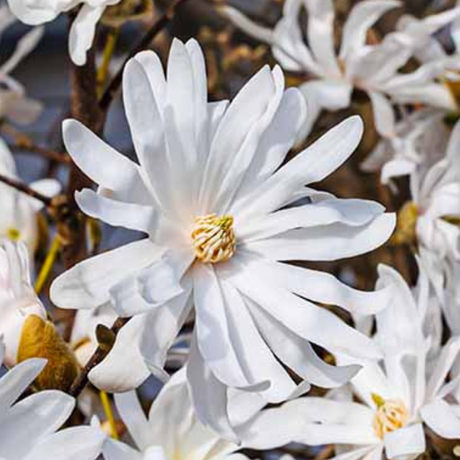 Magnolia stellata from Cedar Nursery, Cobham