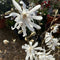 Buy Magnolia stellata 'Royal Star' online from Cedar Nursery, Surrey