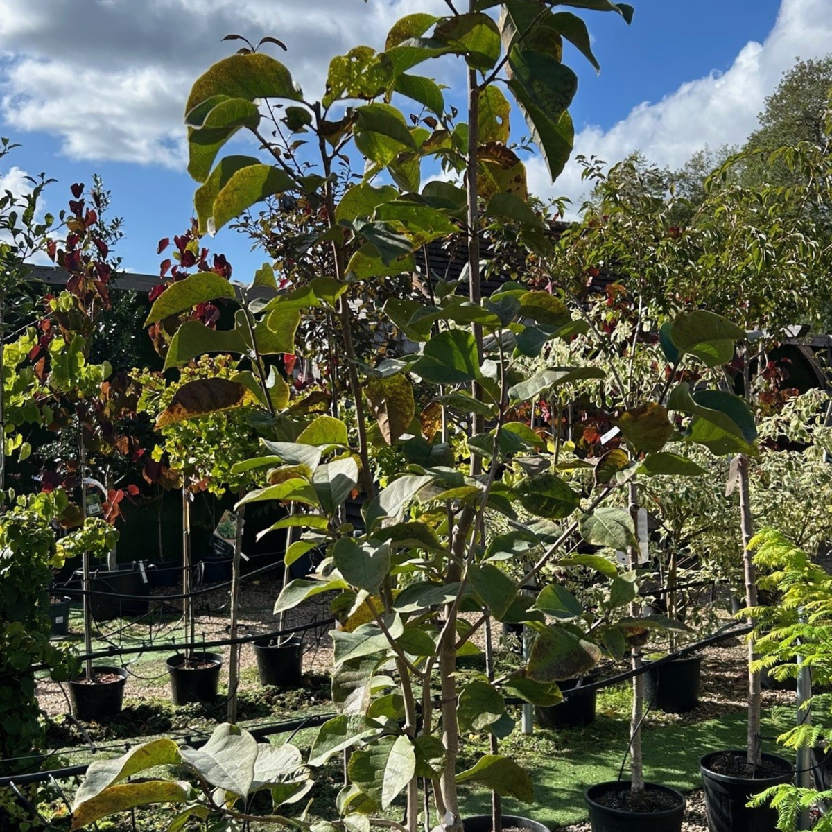 Buy Magnolia 'Genie' online from Cedar Nursery, Surrey
