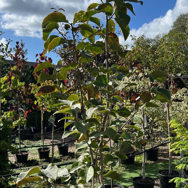 Buy Magnolia 'Genie' online from Cedar Nursery, Surrey