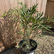 Mahonia Sweet Winter - buy direct from Cedar Nursery, Surrey