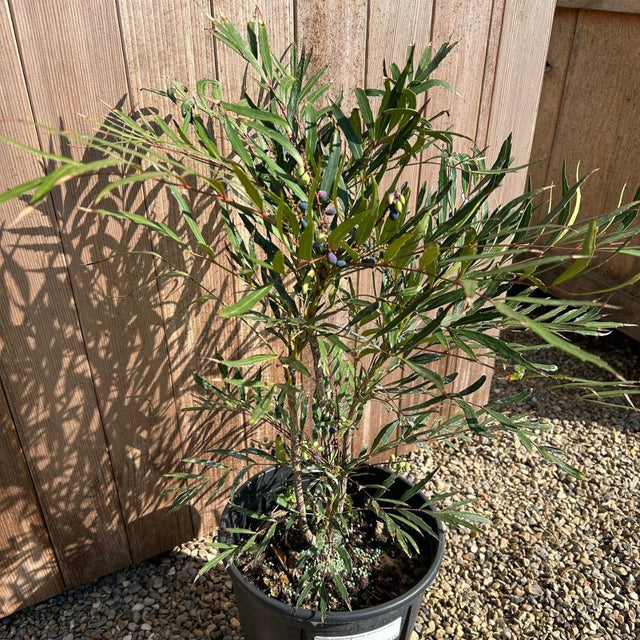 Mahonia Sweet Winter - buy direct from Cedar Nursery, Surrey