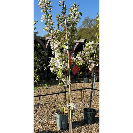 Malus 'John Downie' crab apple - buy direct from Cedar Nursery, Surrey