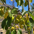 Malus coronaria 'Elk River' Crab Apple
