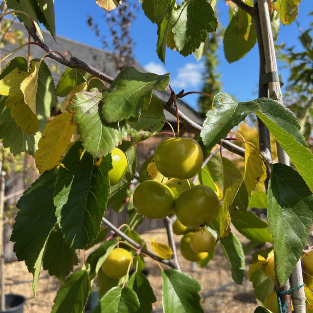 Malus coronaria 'Elk River' Crab Apple