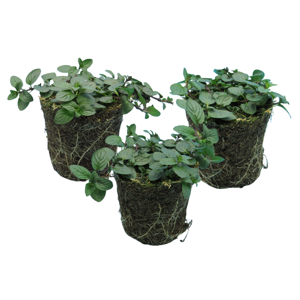Mentha x piperita 1L at Cedar Nursery Surrey