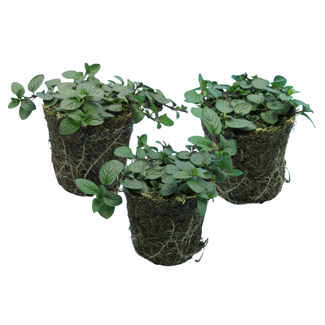 Mentha x piperita 1L at Cedar Nursery Surrey