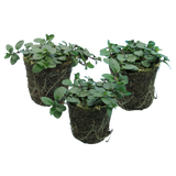 Mentha x piperita 1L at Cedar Nursery Surrey