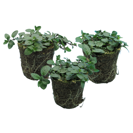 Mentha x piperita 1L at Cedar Nursery Surrey