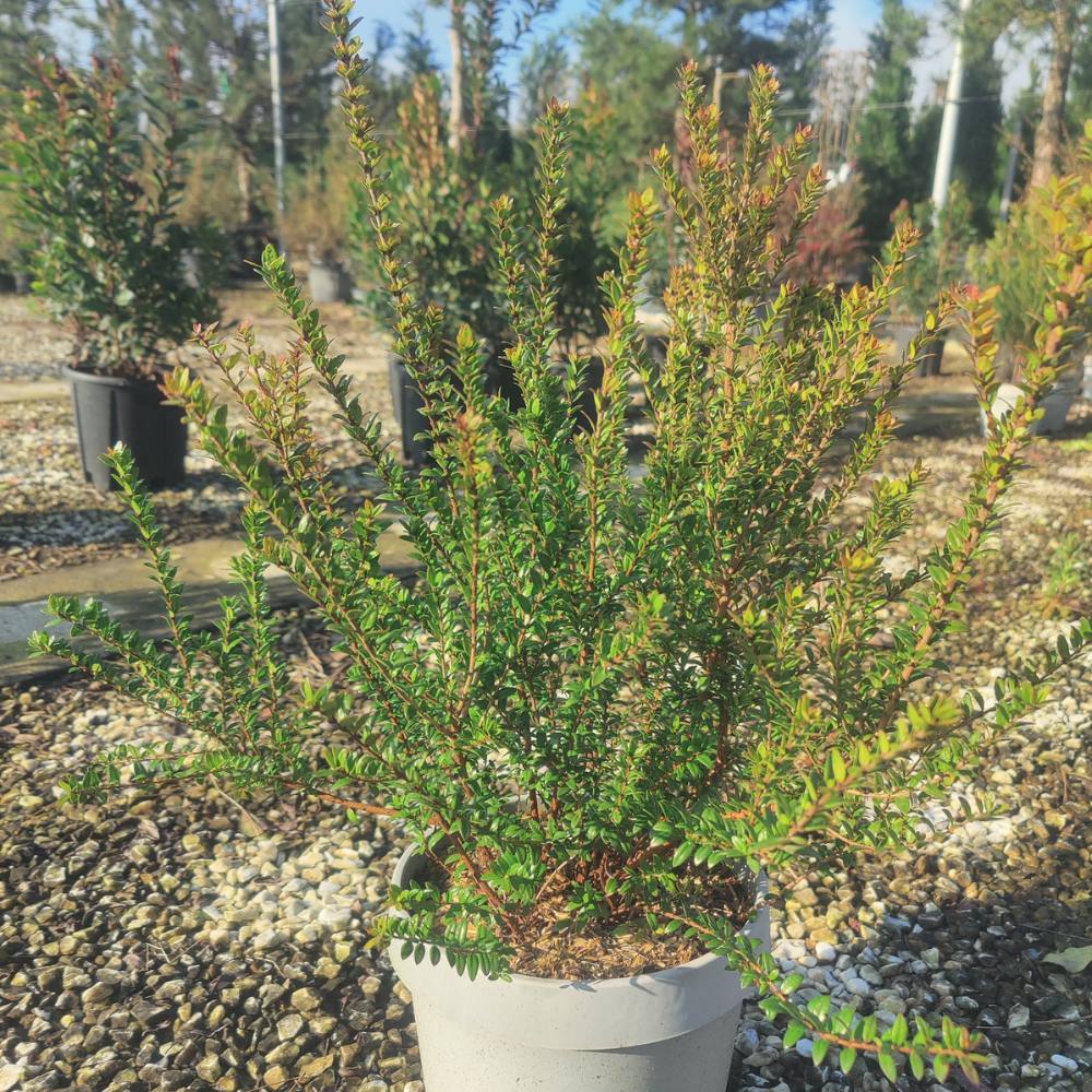 Buy Myrtus communis subsp. tarentina direct from Cedar Nursery, Surrey.