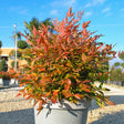 Nandina Gulf Stream at Cedar Nursery Cobham