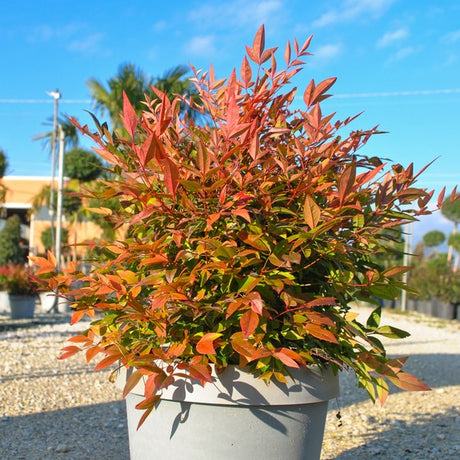 Nandina Gulf Stream at Cedar Nursery Cobham