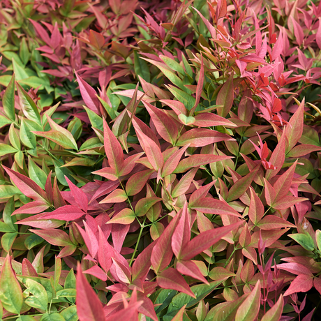Nandina domestica Obsessed ='Seika' from Cedar Nursery, Cobham