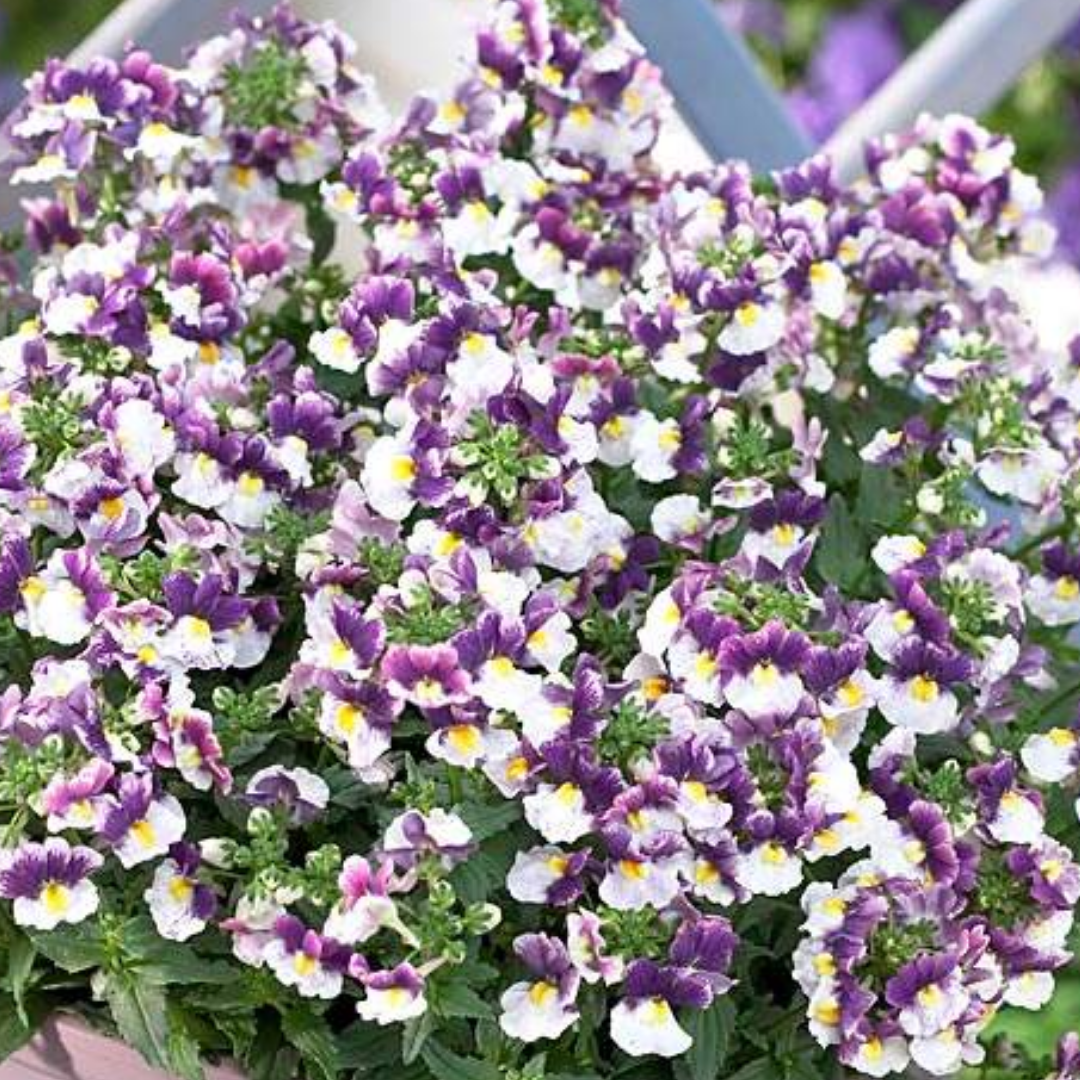 Nemesia 'Nuvo Blue' from Cedar Nursery, Cobham