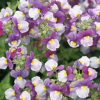 Nemesia 'Nuvo Blue' from Cedar Nursery, Cobham