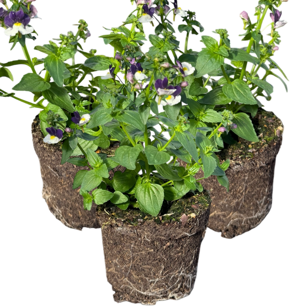 Nemesia 'Nuvo Blue' from Cedar Nursery, Cobham
