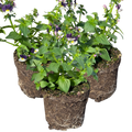Nemesia 'Nuvo Blue' from Cedar Nursery, Cobham