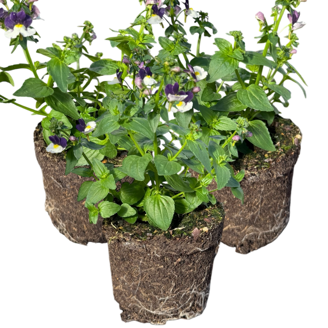 Nemesia 'Nuvo Blue' from Cedar Nursery, Cobham