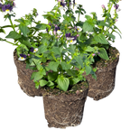 Nemesia 'Nuvo Blue' from Cedar Nursery, Cobham