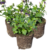 Nemesia 'Nuvo Blue' from Cedar Nursery, Cobham