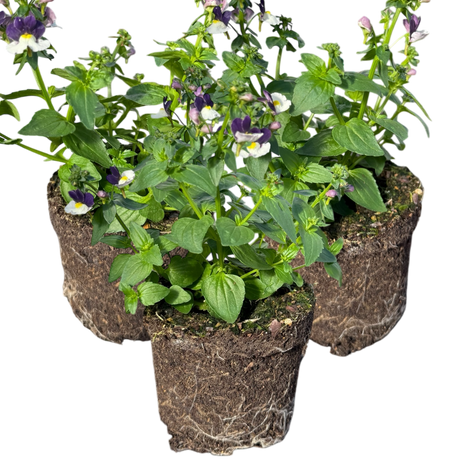 Nemesia 'Nuvo Blue' from Cedar Nursery, Cobham