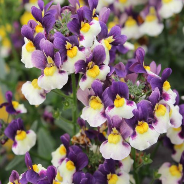 Nemesia 'Nuvo Blue Bicolour' from Cedar Nursery, Cobham