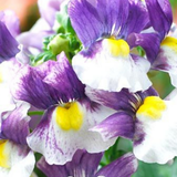 Nemesia 'Nuvo Blue Bicolour' from Cedar Nursery, Cobham