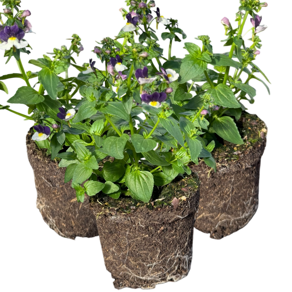 Nemesia 'Nuvo Blue Bicolour' from Cedar Nursery, Cobham