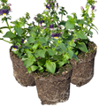 Nemesia 'Nuvo Blue Bicolour' from Cedar Nursery, Cobham