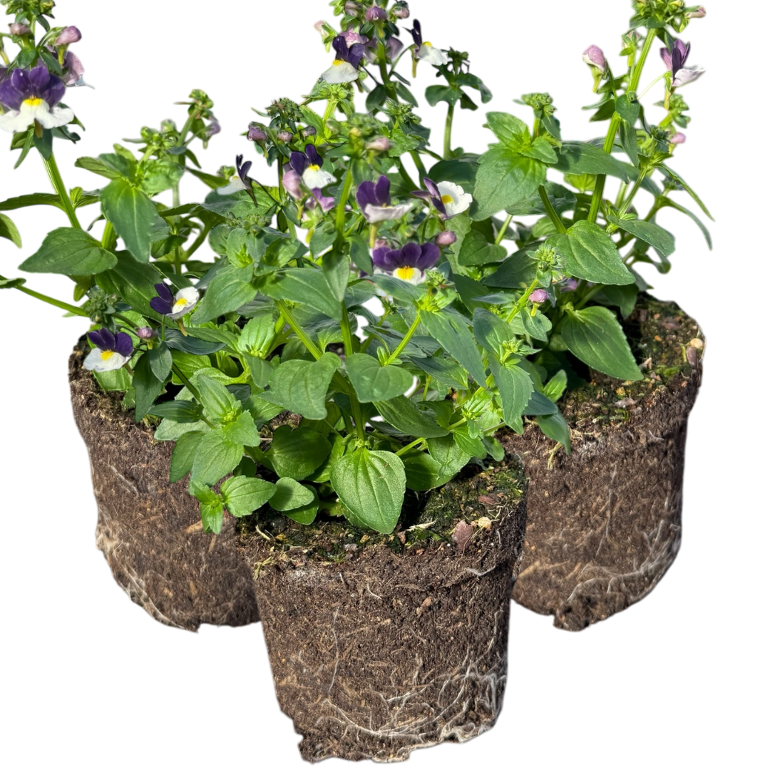 Nemesia 'Nuvo Blue Bicolour' from Cedar Nursery, Cobham